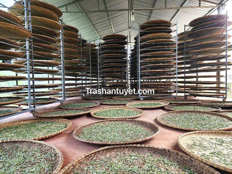 Nhà xưởng quy mô phục vụ sản xuất bạch trà chất lượng cao