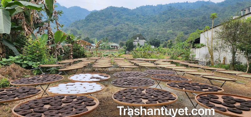 Phơi trà Phổ Nhĩ cần phải có kinh nghiệm để trà không bị khô quá nhanh
