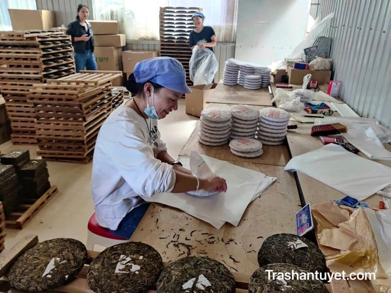 Sau khi chế biến, trà Phổ Nhĩ vẫn tiếp tục quá trình lên men theo thời gian