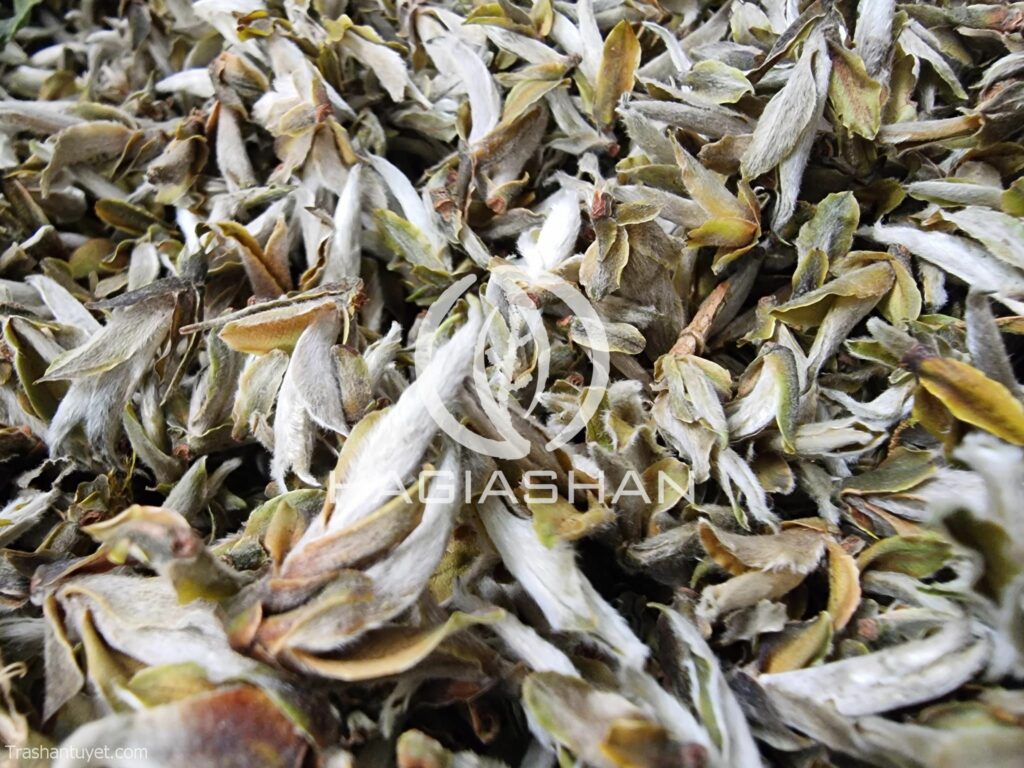 Bạch Trà Tiên - Ảnh 2