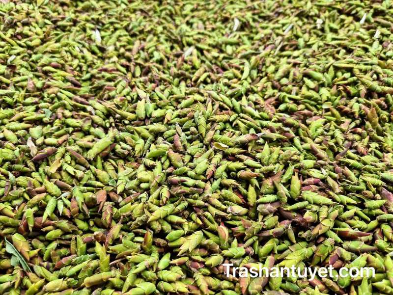 Trà móng rồng tía tuyển chọn, phơi thủ công bằng nắng gió tự nhiên