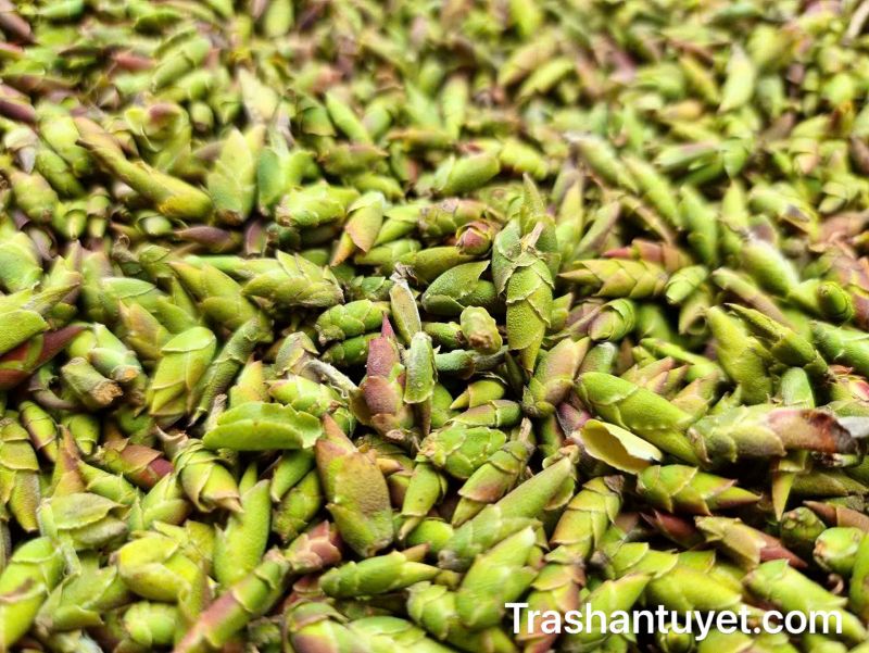 Những búp trà to, mập đều được tuyển chọn kỹ lưỡng