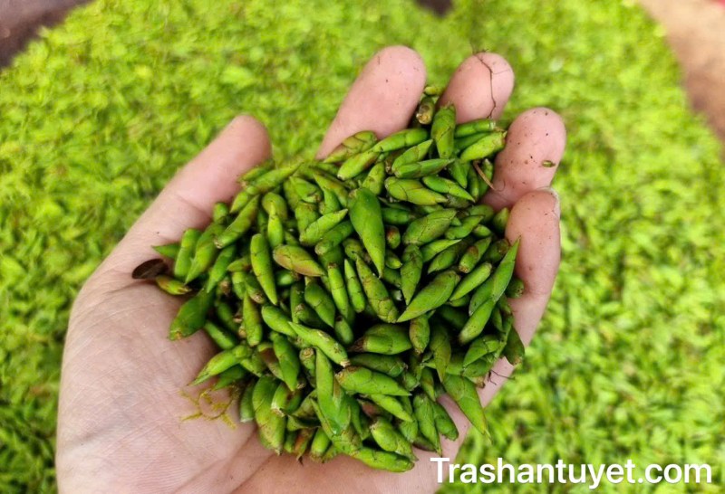 Trà đuôi rồng tươi được thu hái từng mầm, từng búp