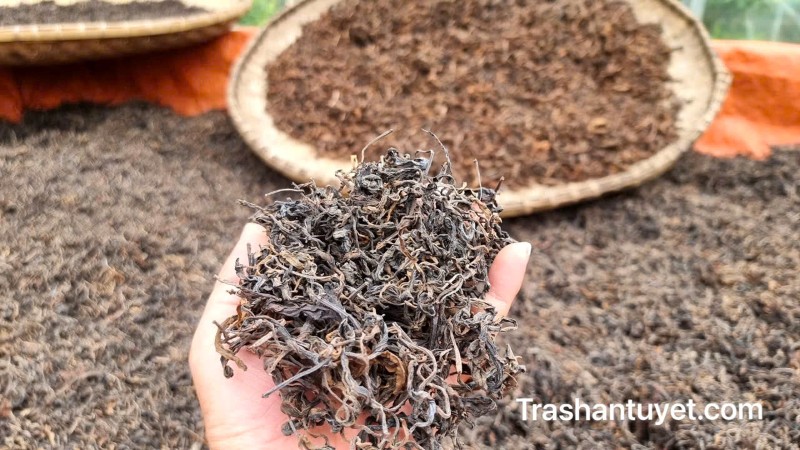 Trà Phổ Nhĩ nguyên liệu dạng rời sau khi ủ 12 tháng