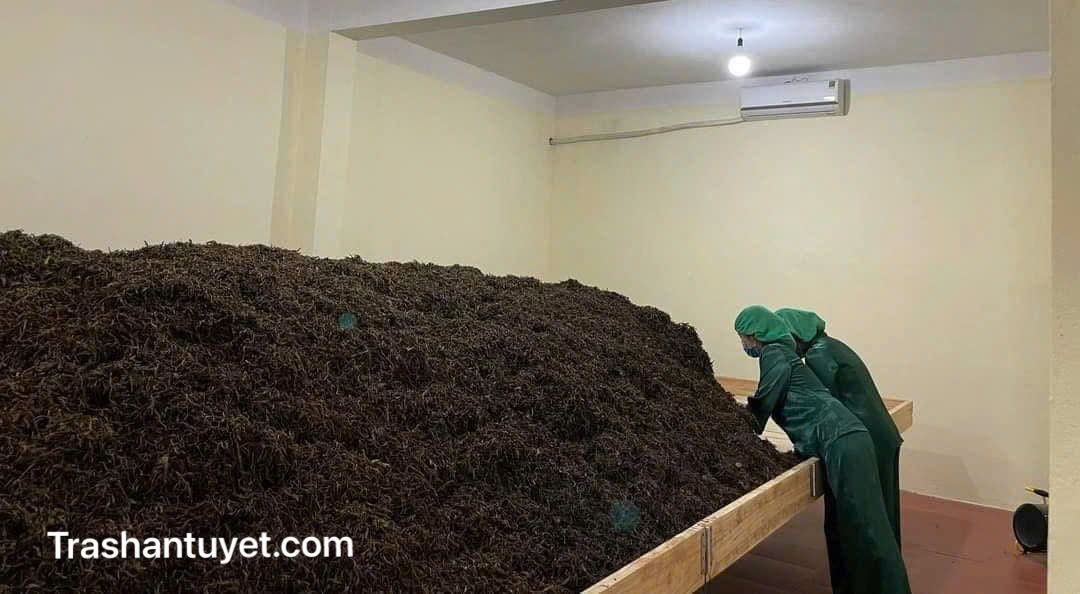 Ủ lên men trà Phổ Nhĩ chín nguyên liệu khối lượng lớn