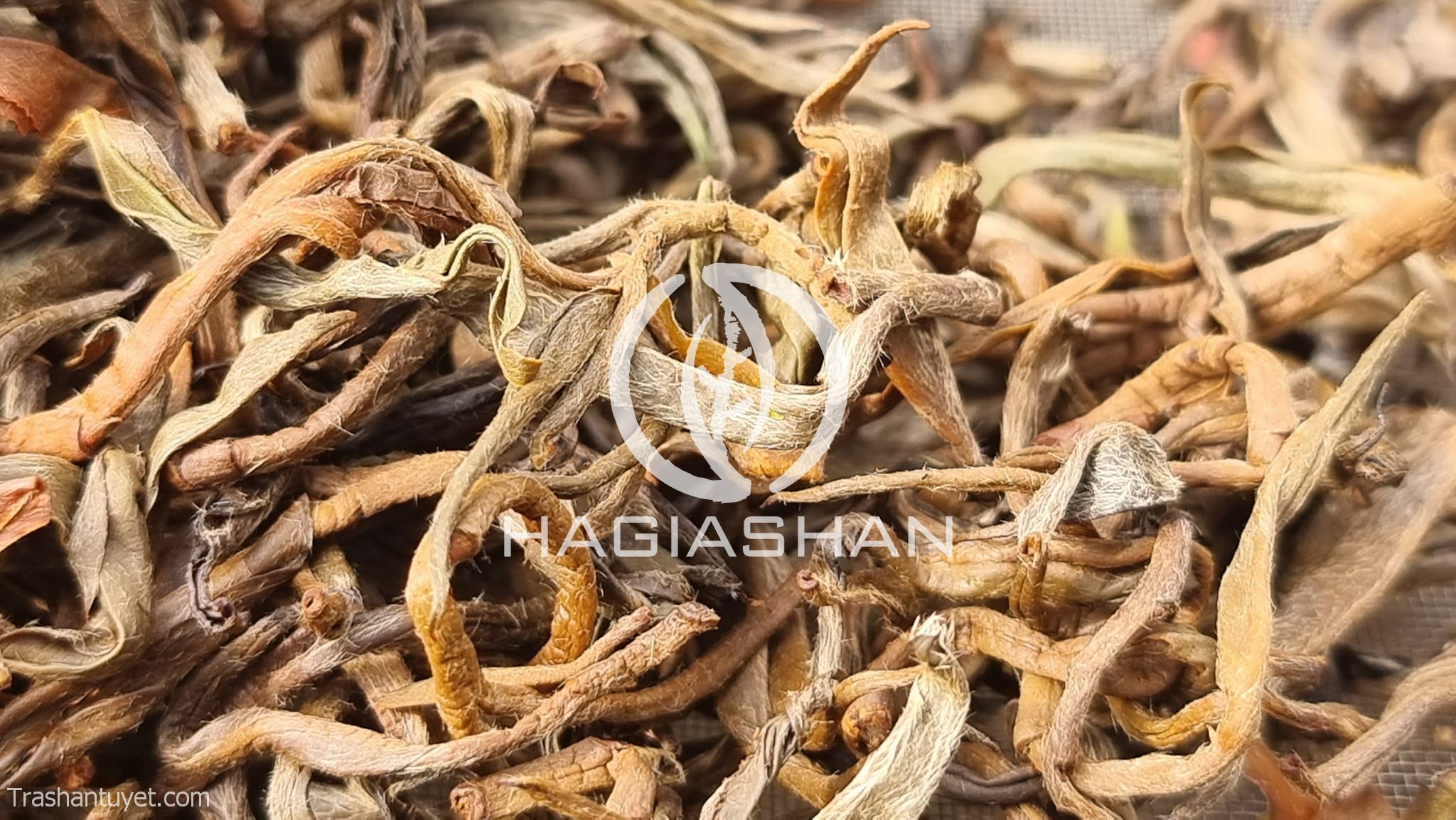 Hồng trà HAGIASHAN được chế biến từ trà shan cổ thụ trên 300 năm tuổi.