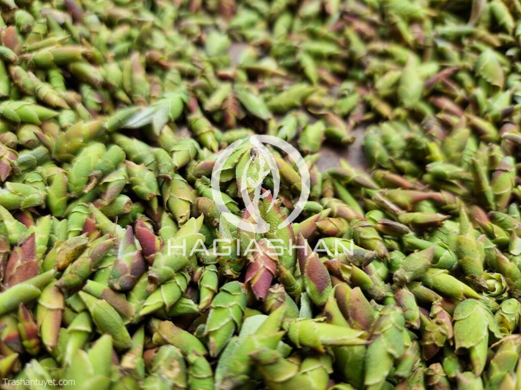 Trà Đuôi Rồng - Ảnh 3