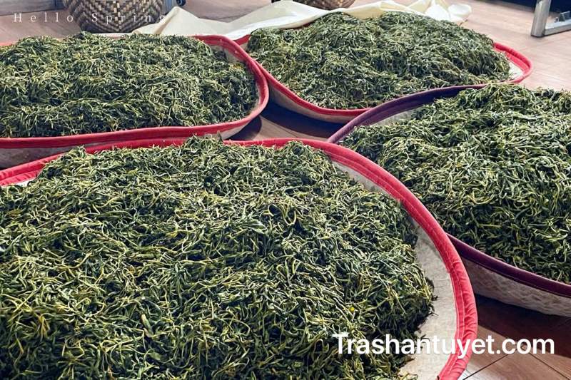 Những búp trà được làm héo và mang đi phơi để làm trà vàng nguyên liệu