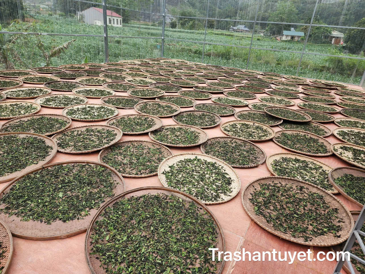 Những búp trà sau khi hái về, được đem đi phơi héo