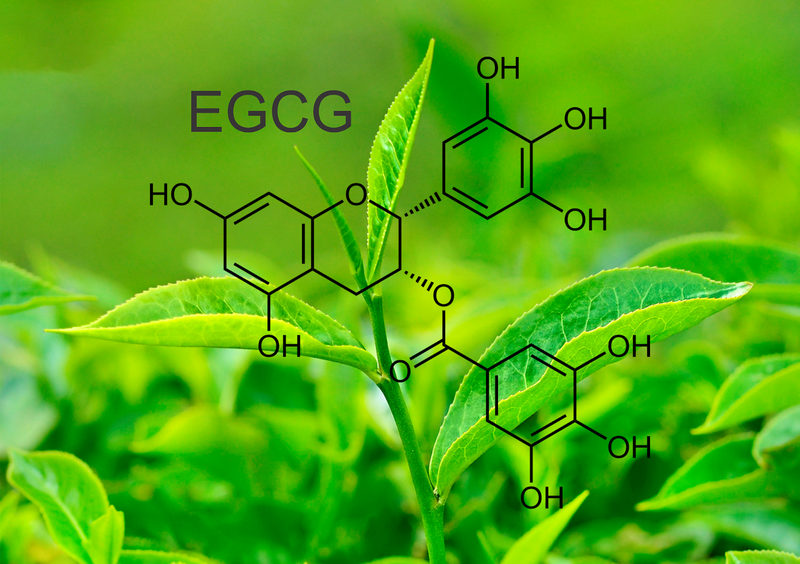 EGCG trong trà có tác dụng rất tốt với sức khỏe con người.