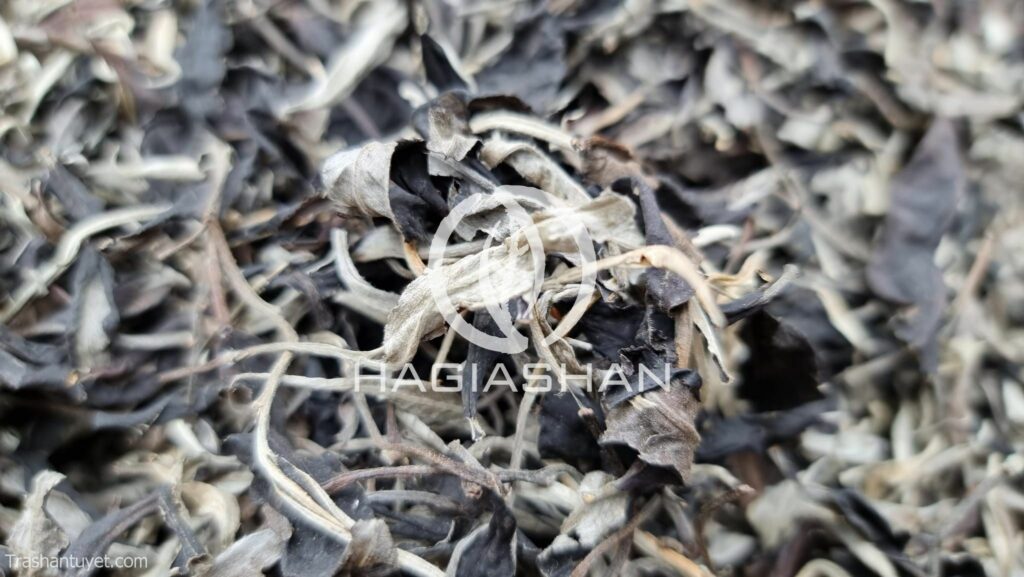 Bạch trà mẫu đơn