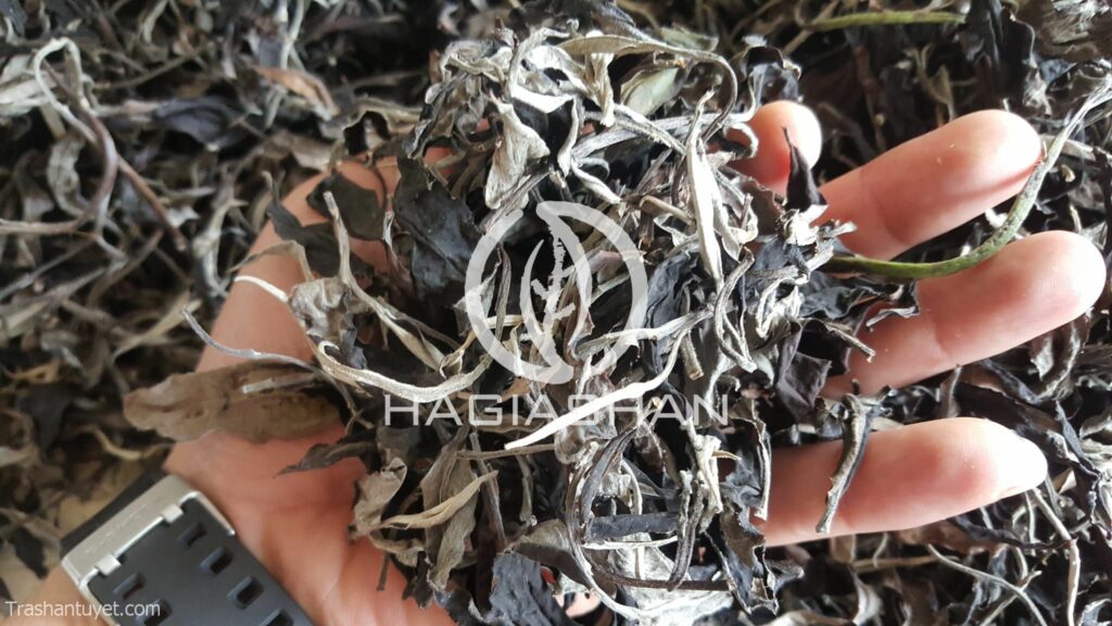 Bạch trà mẫu đơn - Ảnh 2