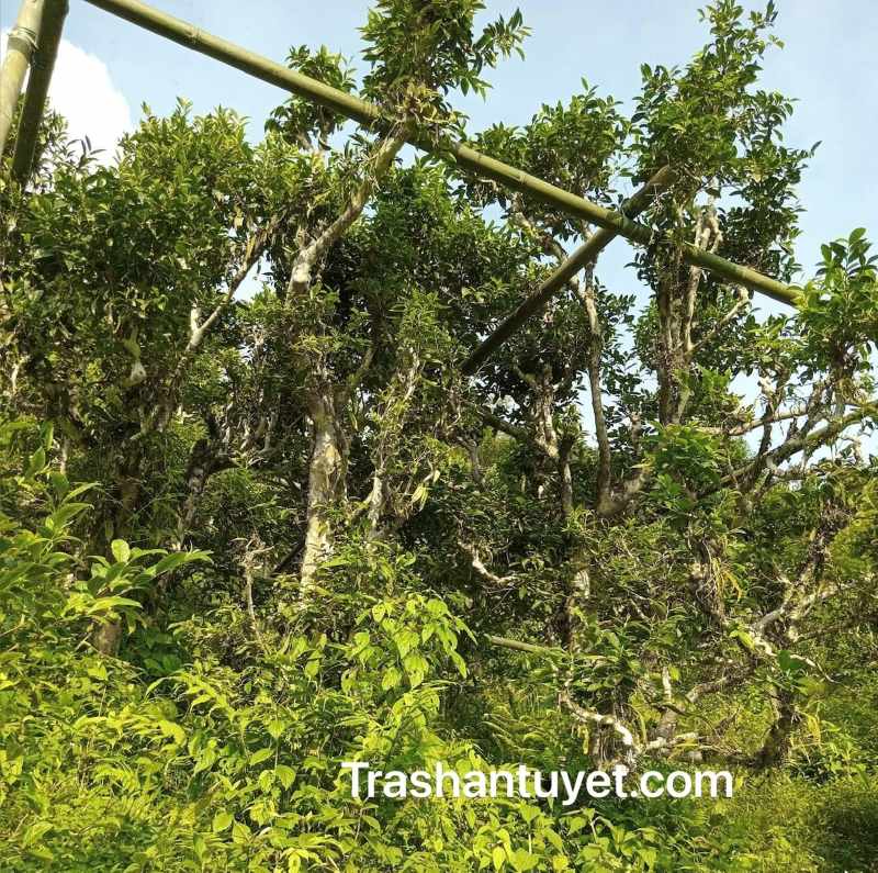 Bắc giáo để thu hái trà shan tuyết cổ thụ