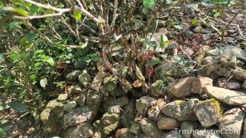 Những cây trà shan tuyết phải mọc xuyên qua những lớp đất đá để tồn tại, phát triển